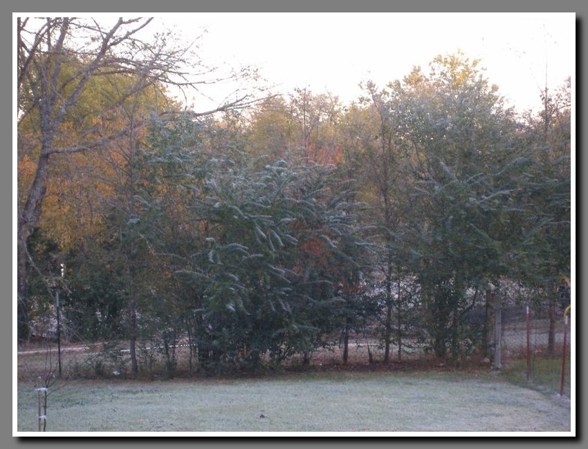 Early Winter Frost4